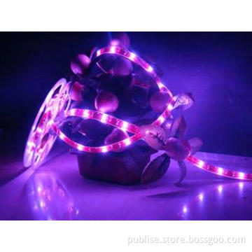 PU-glue Waterproof   LED Strip light  60pcs SMD5050